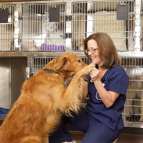 A female veterinarian playing with a pure bred golden retriever in her office. There is a another dog and cats in the kennels in the background.